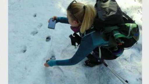 Vlci a rysové v Beskydech