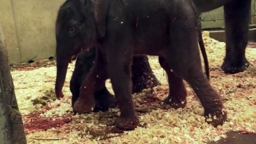 Narození slůněte v pražské zoo