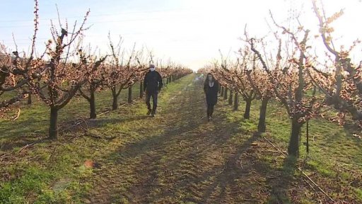 Ztráty pěstitelů ovoce