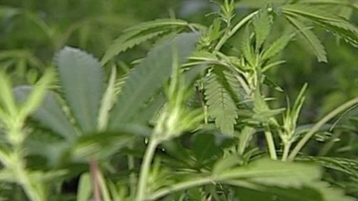 Pěstování 28 rostlin konopí