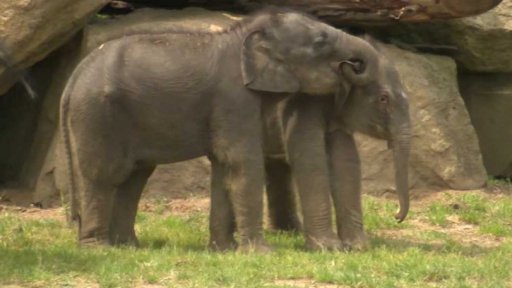 Sloní přírůstky v pražské zoo