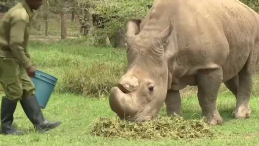Odklad cesty na záchranu nosorožců