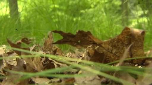 Ochrana lesního podrostu