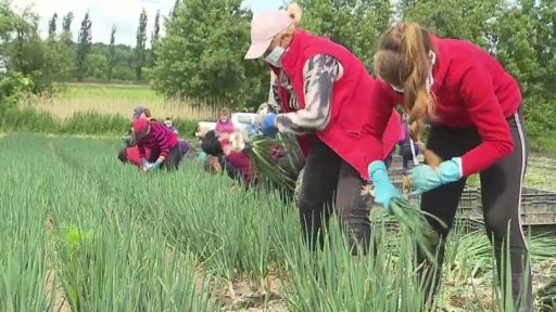 Chybějící sběrači ovoce