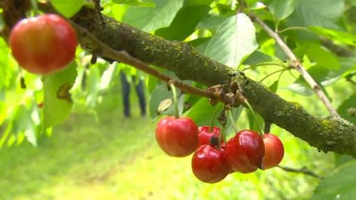 Začala sklizeň třešní
