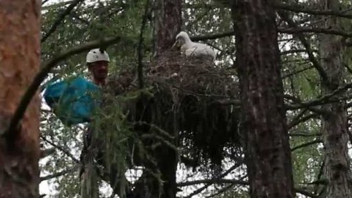 Kroužkování mláďat čápa černého