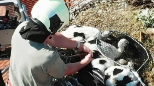 Kroužkování čápat