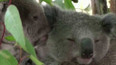 Koalům hrozí smrt