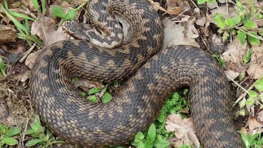 Jedovatí hadi na Děčínsku