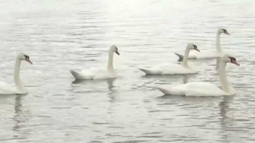 Sčítání labutí na Temži