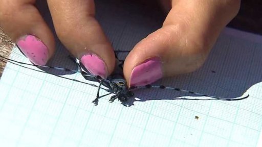 Záchrana ohroženého tesaříka alpského