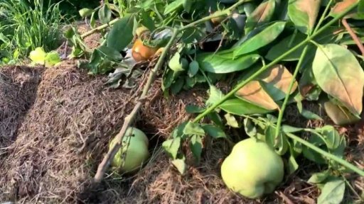 Potíže zahrádkářů kvůli počasí