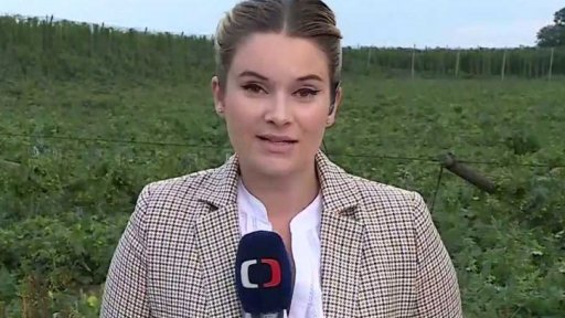 Zničená chmelnice na Přerovsku