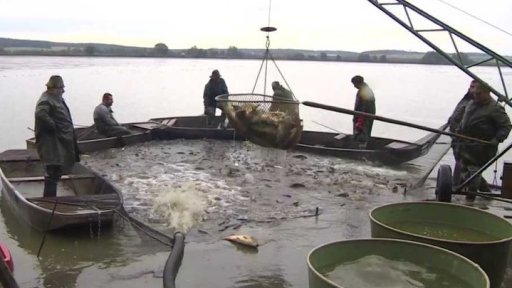 Likvidace kaprů ze Sopřečského rybníka