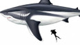 Prehistorický žralok megadolon