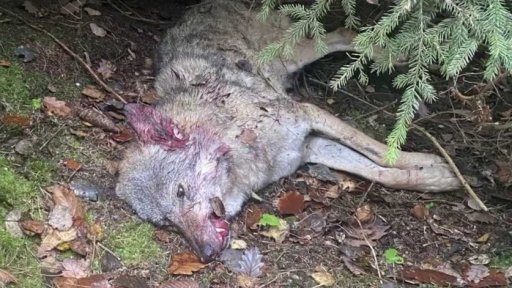 Zastřelená vlčice