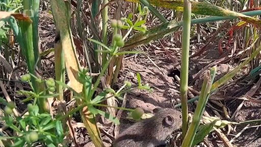 Životní prostředí: Hubení škůdců v zemědělství