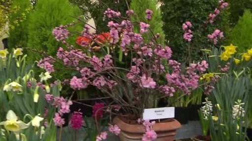 Předjaří v Královské zahradě