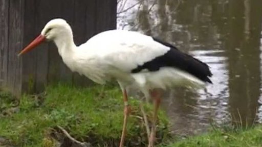 Co s nalezenými mláďaty