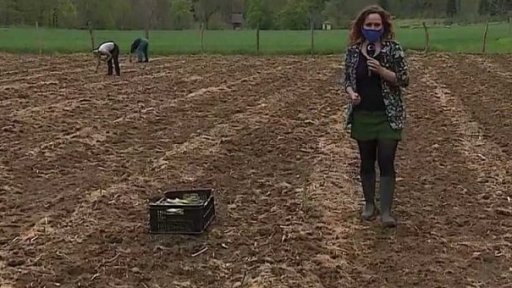 Sklizeň chřestu v Ivančicích