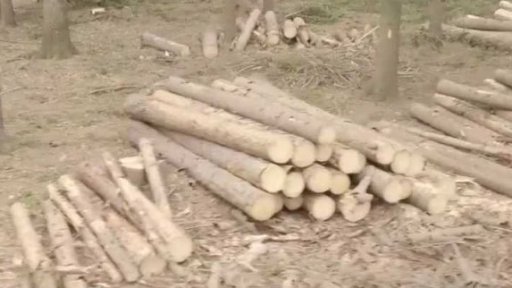 Boj s kůrovcem pokračuje