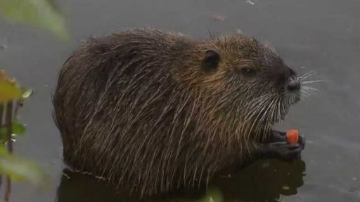 V Praze vzniká dokument o zvířatech