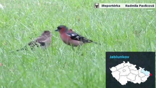 Týden očima iReportérů