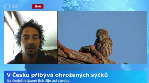 V Česku přibývá ohrožených sýčků