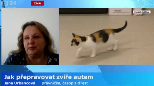 Jak přepravovat zvíře autem