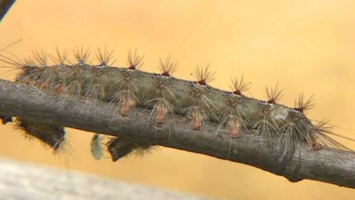 Housenky motýlů likvidují stromy