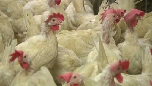 Vejce a zdravá výživa