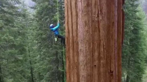 Jehličnany v Botanické zahradě