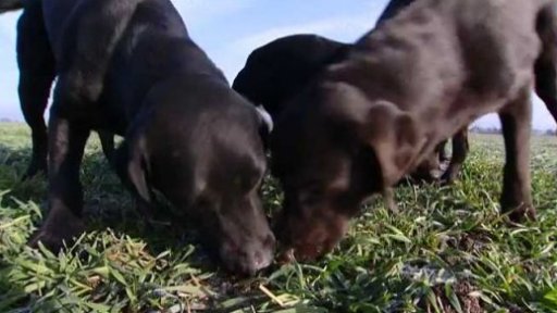 Psí versus lidský věk