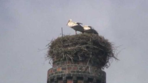 Ornitologové a veřejnost počítají čápy