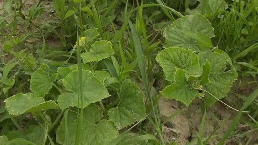 Vrcholí sezona sběru okurek