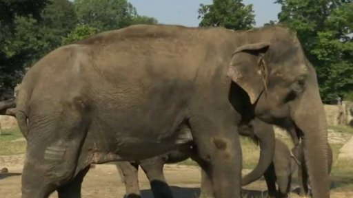 Mezinárodní den slonů