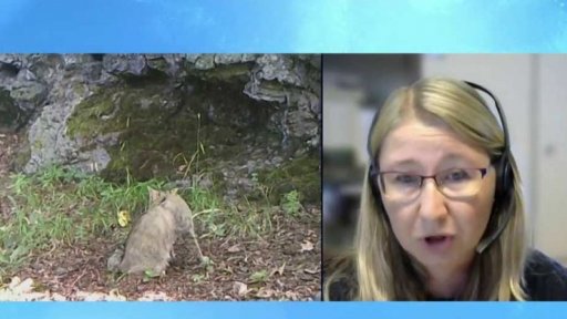 Ochrana kočky divoké