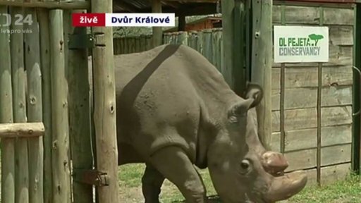 Světový den nosorožců