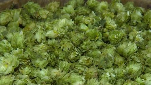 Žatec: příběh chmele dopsán