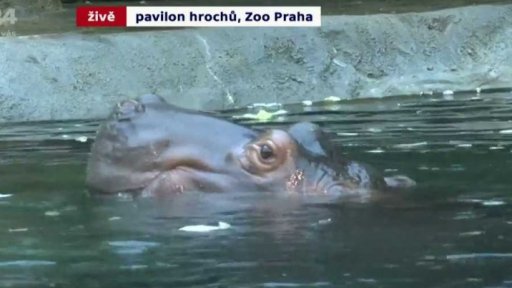 Zoo Praha: znovuotevření pavilonu hrochů