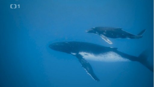 Plavání s velrybami