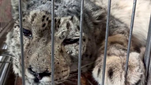 Ohrožení sněžní levharti