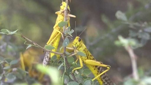 Africký roh sužují kobylky + rozhovor s D. Plavcovou
