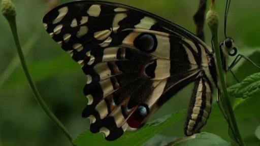 Záchrana keňských motýlů