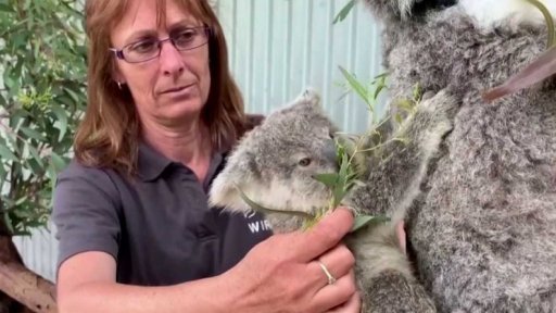 Austrálie pomáhá ohroženým koalům