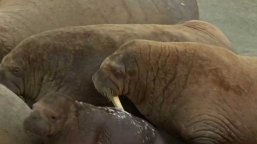 Mroží kolonie v Rusku