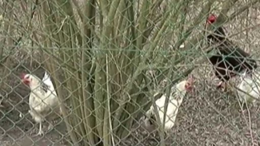 Výskyt ptačí chřipky v Polsku