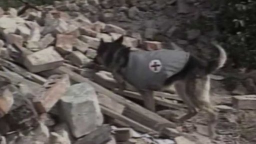 Soutěž záchranářských psů (1990)