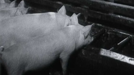 Hluboká podestýlka se samovýkrmem pro prasata (1960)