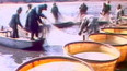 Výlov komorových rybníků s plůdkem kapra (1980)